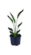 Starliçe - Starliçe Regina - Bitki Boyu 50-60 Cm Saksı Hariç - Cennet Kuşu - Strelitzia Regina