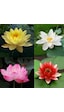 10 Adet Tohum Nadir Kutsal Lotus Çiçeği Tohumu Hediye Tohumlu