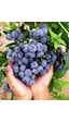 Tüplü Yaban Mersini Blue Berry Fidanı