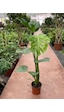 Deve Tabanı Monstera Deliciosa Ithal Orta Boy