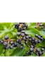 Aronia Aronya Ağacı Meyveli Fidanı Tüplü