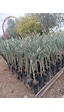 1 Yaş Gemlik Trilye Zeytin Fidanı