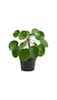 Thebestonline Şans Çiçeği Pilea Peperomioides - Çin Para Ağacı