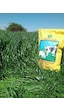 Yiğit RyeGRass Tohum Süt Otu Tohumu 25 KG
