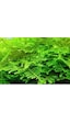 Christmas Moss Cup Canlı Bitki Tr-413161