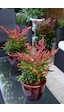 Bahçevilya 2 Yaşında Tüplü Nandina Cennet Bambusu Fidanı