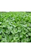 Dichondra Repens Fare Kulağı Çim Tohumu 100 G
