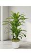 Cihan Çiçekçilik Dracaena Fragrans 3 Gövde Yapay Ağaç 160 Cm Gold Kemerli Beyaz 30x30 Saksı Çok Renkli
