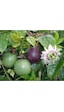 TÜPLÜ MOR PASSİFLORA FİDANI YAŞ 2 BOY 130-150