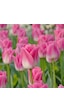 Dynasty Beautiful Lale Soğanı 5 Adet Dynasty Beautiful Lale Soğanı 5 Adet