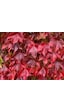 Amerikan Sarmaşığı - Parthenocissus Quinquefolia