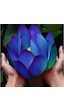 2 Adet Tohum Organik Mavi Lotus Çiçek Tohumu Su Çiçeği Tohumları 2 Adet Tohum Organik Mavi Lotus Çiçek Tohumu Su Çiçeği Tohumları