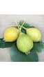 3 YAŞ TÜPLÜ AŞILI ERKENCİ AKÇA BAL ARMUT BOY 120-150 CM