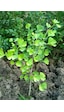 Mabet Ağacı Ginkgo Biloba Fidanı 15 25 Cm Boy - 2 Yaş
