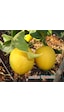 Meyveli Yediveren Limon Fidanı Aşılı 3 Yaş