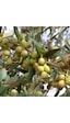 Tüplü Arbequına bodur Zeytin Fidanı 2yaş