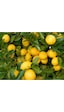 Saksı Yetiştiriciliğine Uygun Yediveren Limon  Fidanı