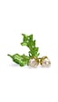5683435 Swarovski Biblo Idyllıa:acorns