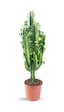 Euphorbia Trigona süt Ağacı