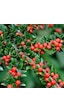 Thebestonline Herdem Yeşil Dağ Muşmulası, Cotoneaster, Saksıda