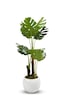 Cihan Çiçekçilik Monstera Ağacı 170cm Beyaz Küre Saksı Cihan Çiçekçilik Monstera Ağacı 170cm Beyaz Küre Saksı