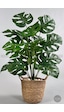 Biçiçek Yapay Monstera Deve Tabani 65 Cm Kulplu Hasir Saksıda