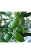 Tüplü 5-6 Yaş 8-14 Kutur Gemlik Zeytin Fidanı Meyve Verme Durumu