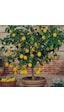 Tüplü Aşılı Yediveren Limon Fidanı 100/130cm