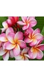 Saksıda Amerikan Fulu (Plumeria Alba) Ağacı Fidanı(Boy 1M )