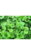Dichondra Repens Fare Kulağı Çim Tohumu 1KG