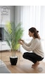 Biçiçek 100 Cm Areka Ağaci 3 Gövdeli̇