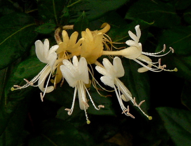 Sarı-beyaz Kokulu Hanımeli Çiçeği Lonicera
