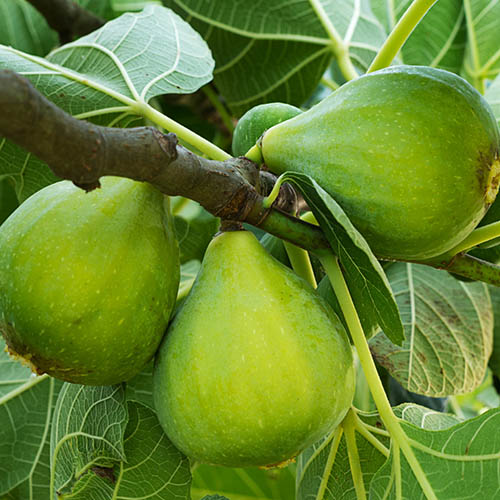 Ficus carica Ege Yeşil Güz İncir fidanı