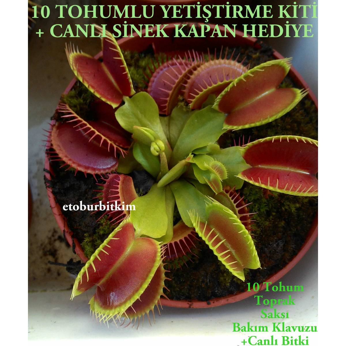 Dionaea Muscipula 10 Tohum Yetiştirme Kiti + Canlı Et Yiyen Bitki