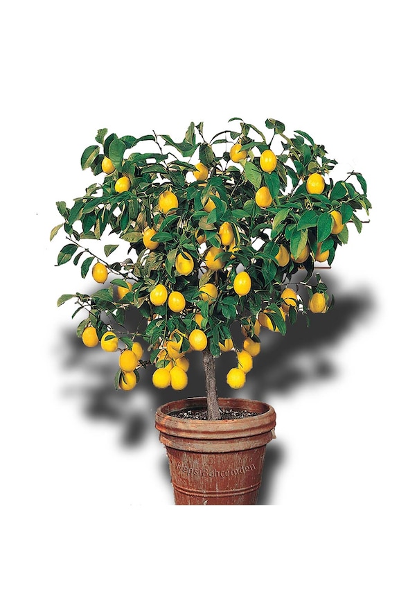 Akcaalan Saksılı Meyveli Mayer Yediveren Bodur Limon Ağacı Fidanı