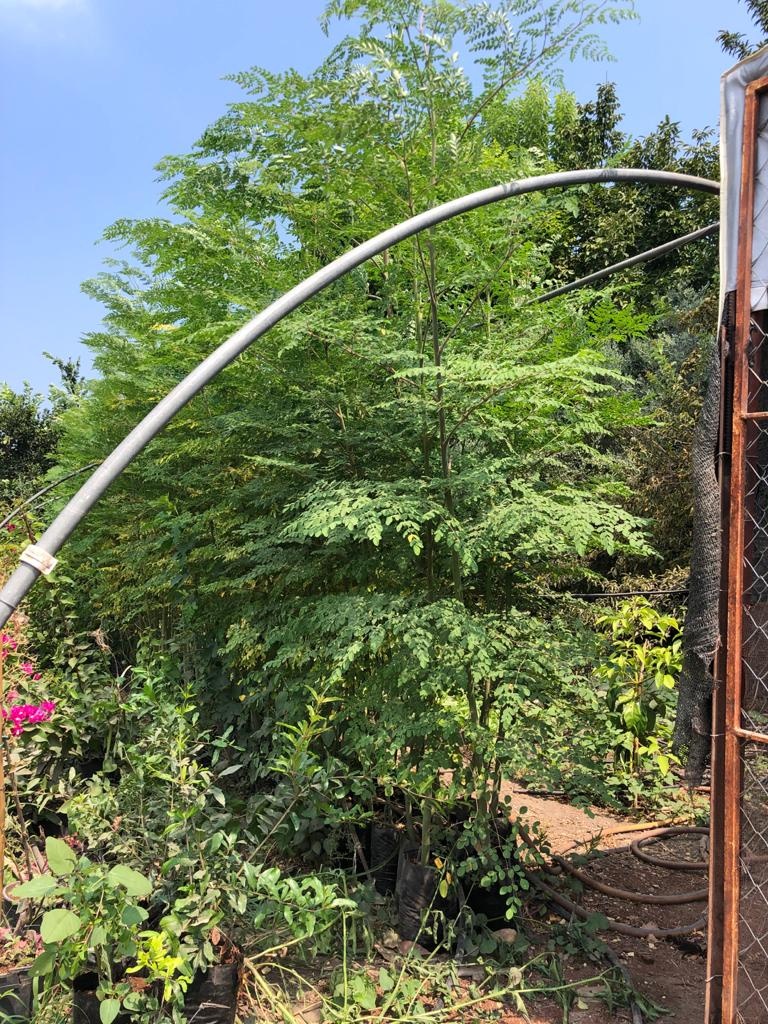 Tüplü Şifalı Moringa Ağacı Fidanı boy 150 İla 2 M