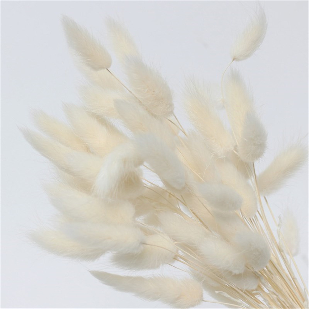 Hidden Botanics Kuru Çiçek Pamuk Otu Beyaz 25 Dal ( Tane)
