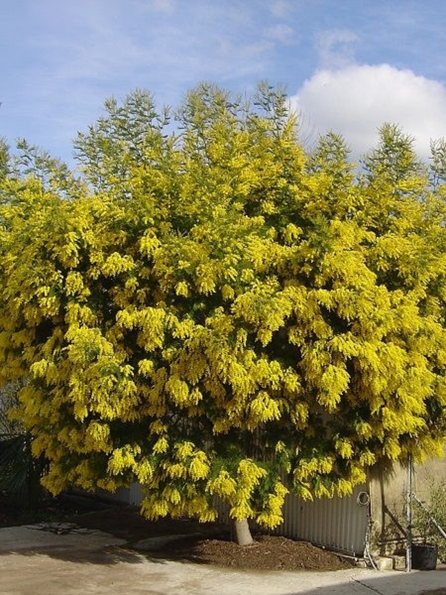 Fidanistanbul Acacia Dealbata Mimosa Mimoza Ağacı 100 Cm. Saksıda