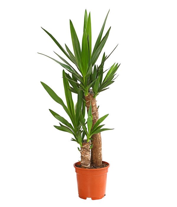 Yucca Massengena - Yuka Bitkisi - 2 Gövdeli N11.6262