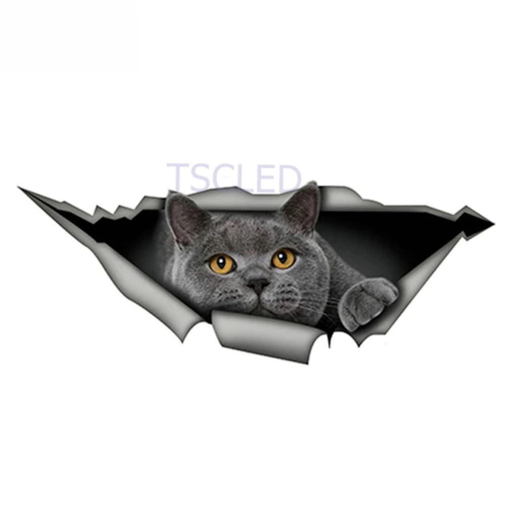 Ingiliz Shorthair Komik Kedi Araba Sticker Çıkartması