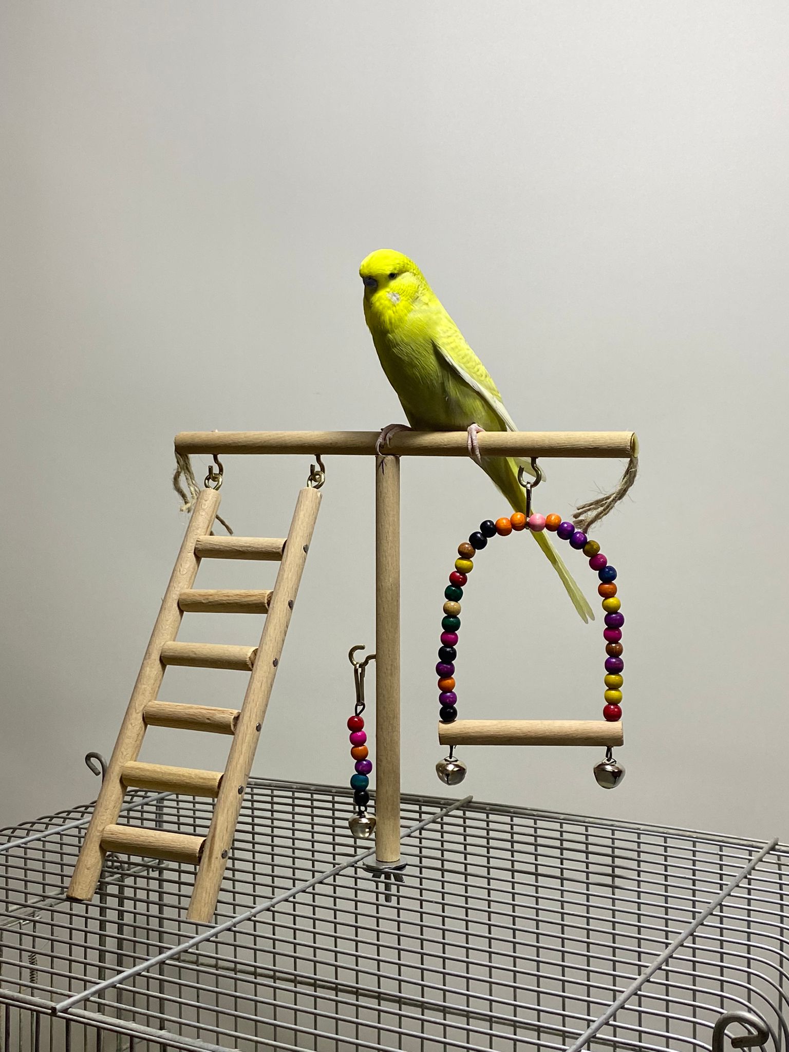 Paks Pet Sabitlenebilen Ahşap Kuş Oyun Standı