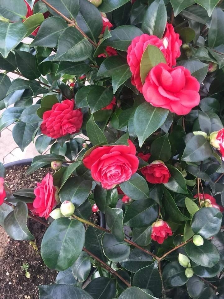 Kamelya Çiçeği Kırmızı