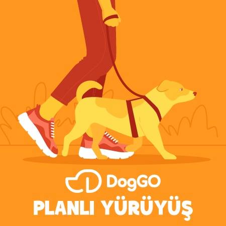 DogGo Planlı Gezdirme