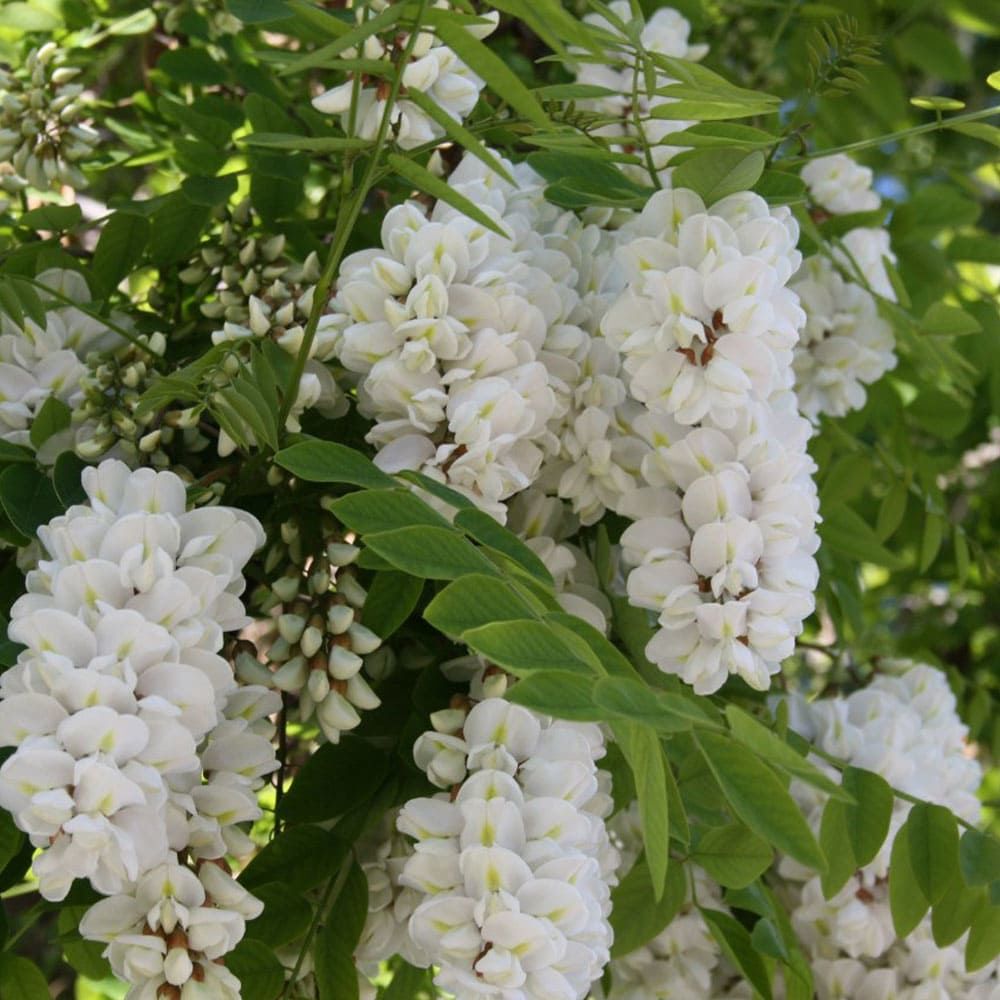Tüplü Beyaz Çiçekli Yoğun Kokulu Akasya Fidanı
