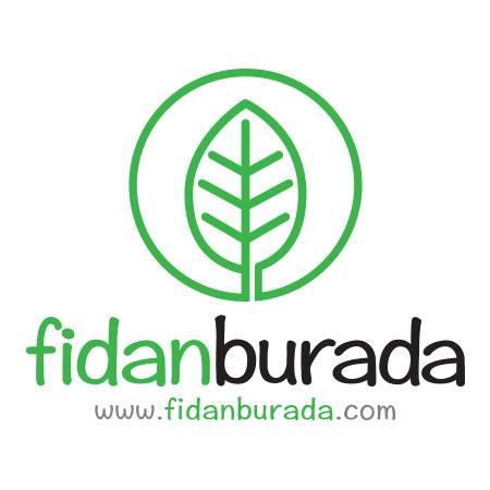 Fidanburada