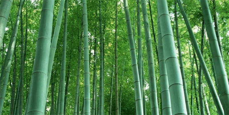 bambu aÄacÄ± ile ilgili gÃ¶rsel sonucu