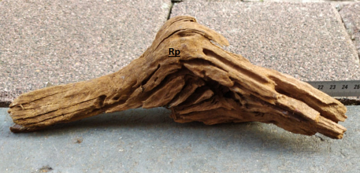 Akvaryum Dekoru Mango Kökü ( Mangrov ) 18-28 cm