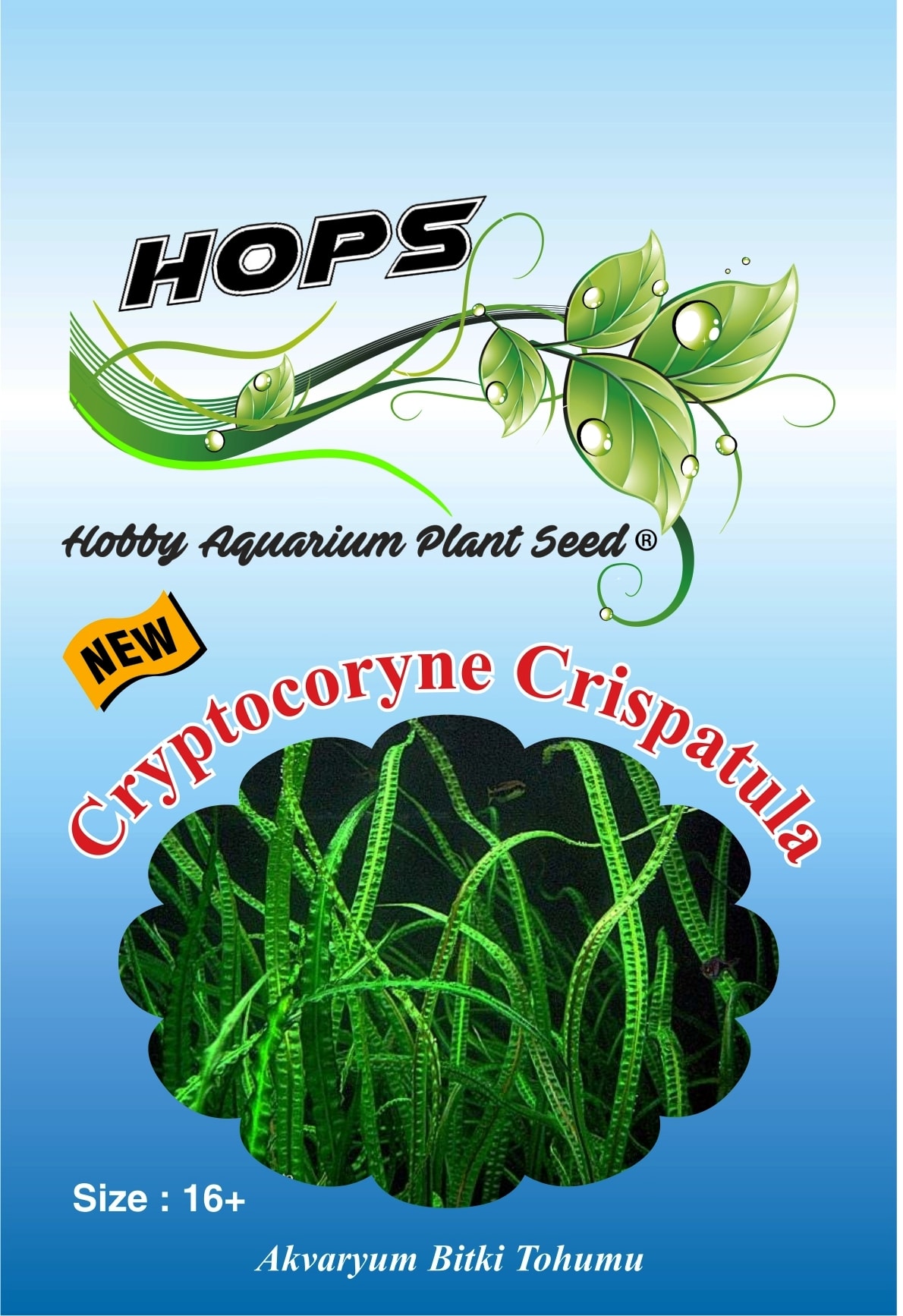 HOPS  Cryptocoryne Crispatula Akvaryum Bitkisi 16+Üzeri/Ad.Tohum