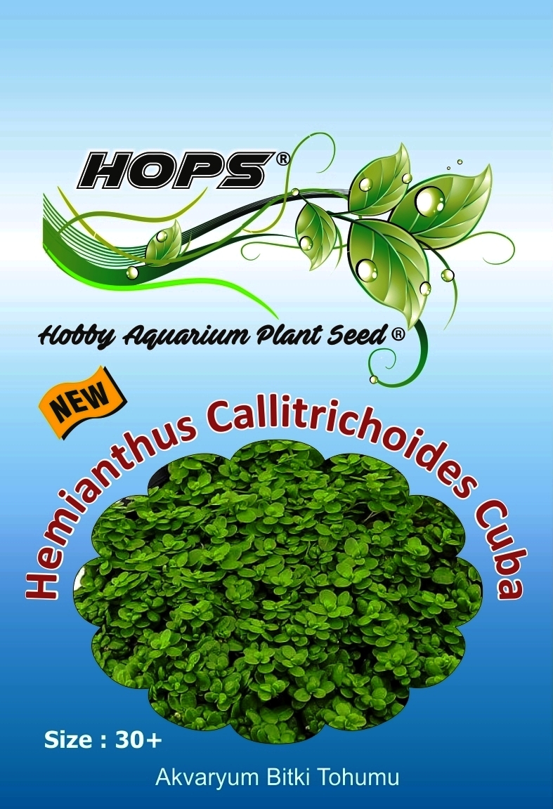 HOPS Hemianthus Callitrichoides Cuba Akvaryum Bitki Tohumu 30+Ad.