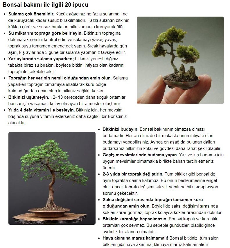 Bodur Bonsai Erguvan Agaci